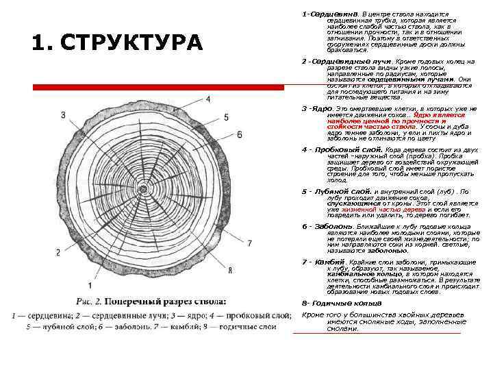 1 -Сердцевина. В центре ствола находится 1. СТРУКТУРА сердцевинная трубка, которая является наиболее слабой