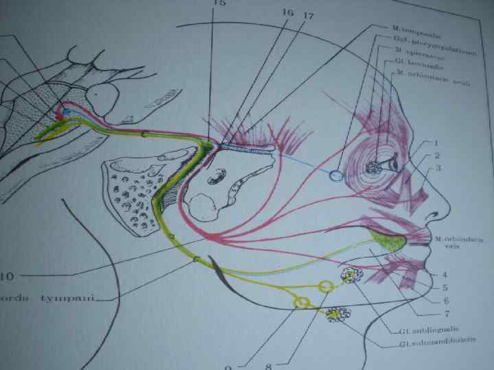 Волокна лицевого нерва. Анатомия тройничного нерва неврология. Лицевой нерв схема. Лицевой нерв анатомия топография. Nervus Facialis ход.