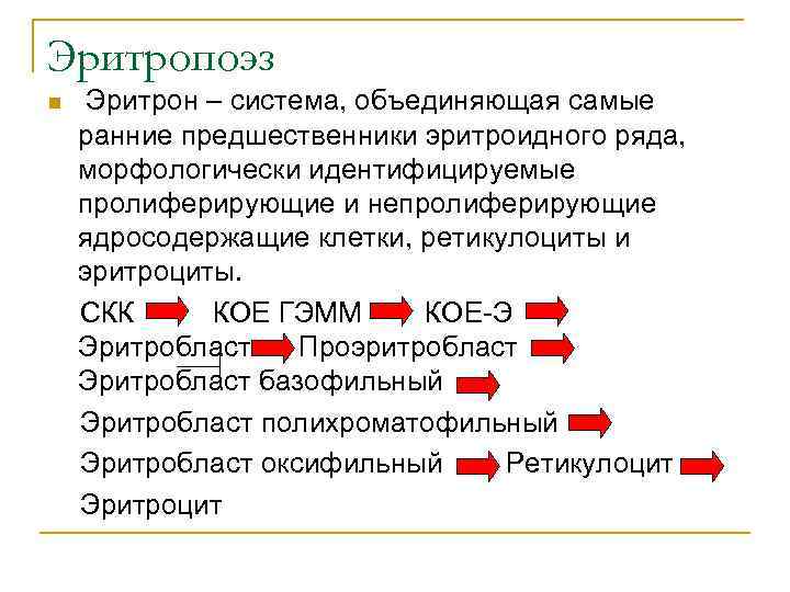 Эритропоэз n Эритрон – система, объединяющая самые ранние предшественники эритроидного ряда, морфологически идентифицируемые пролиферирующие