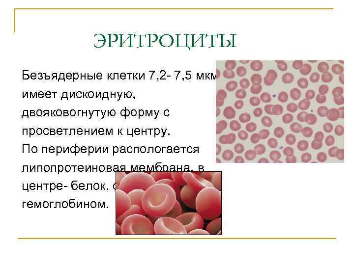 Безъядерные клетки имеют форму двояковогнутого диска. Эритроциты безъядерные клетки. Морфология клеток эритроциты. Безъядерные клетки примеры. Безъядерные клетки характерны для.