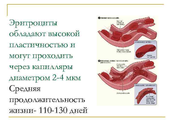 Постэмбриональный гемопоэз схема