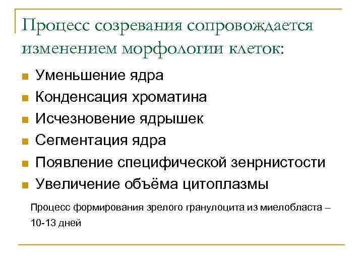 Процесс созревания сопровождается изменением морфологии клеток: n n n Уменьшение ядра Конденсация хроматина Исчезновение