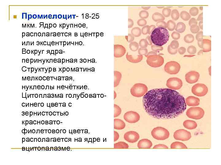 n Промиелоцит- 18 -25 мкм. Ядро крупное, располагается в центре или эксцентрично. Вокруг ядраперинуклеарная