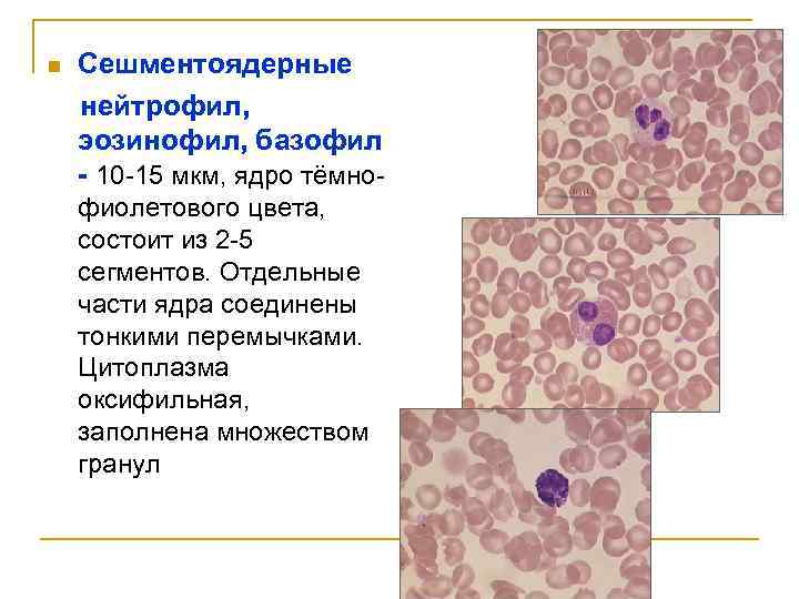n Сешментоядерные нейтрофил, эозинофил, базофил - 10 -15 мкм, ядро тёмнофиолетового цвета, состоит из