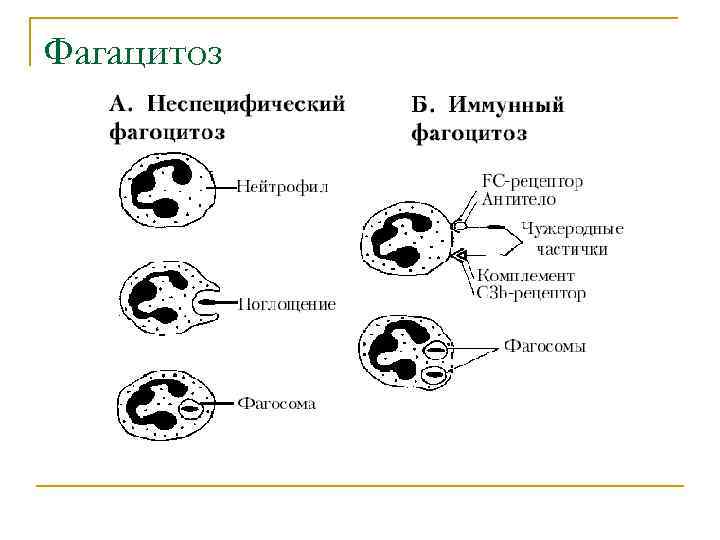 Схема фагоцитоза иммунология