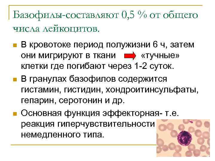 Базофилы-составляют 0, 5 % от общего числа лейкоцитов. n n n В кровотоке период