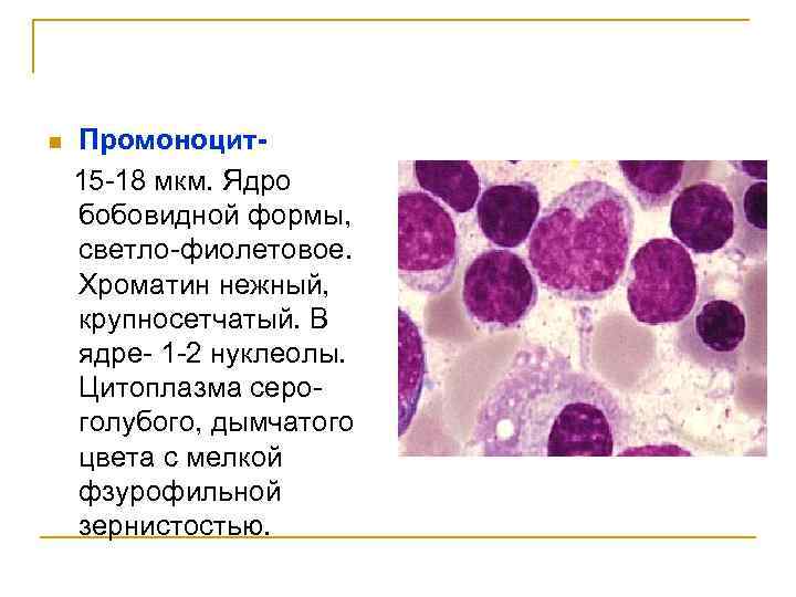 n Промоноцит15 -18 мкм. Ядро бобовидной формы, светло-фиолетовое. Хроматин нежный, крупносетчатый. В ядре- 1