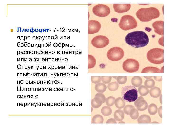 n Лимфоцит- 7 -12 мкм, ядро округлой или бобовидной формы, расположено в центре или