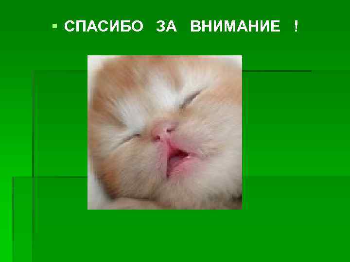 § СПАСИБО ЗА ВНИМАНИЕ ! 