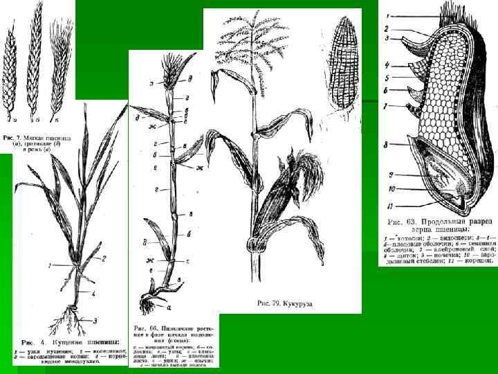 Строение пшеницы рисунок. Внутреннее строение стебля пшеницы. Строение стебля пшеницы рисунок. Анатомия стебля пшеницы. Пшеница строение растения схема.