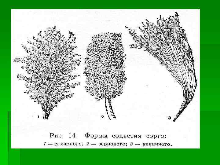 Технологическая карта сорго