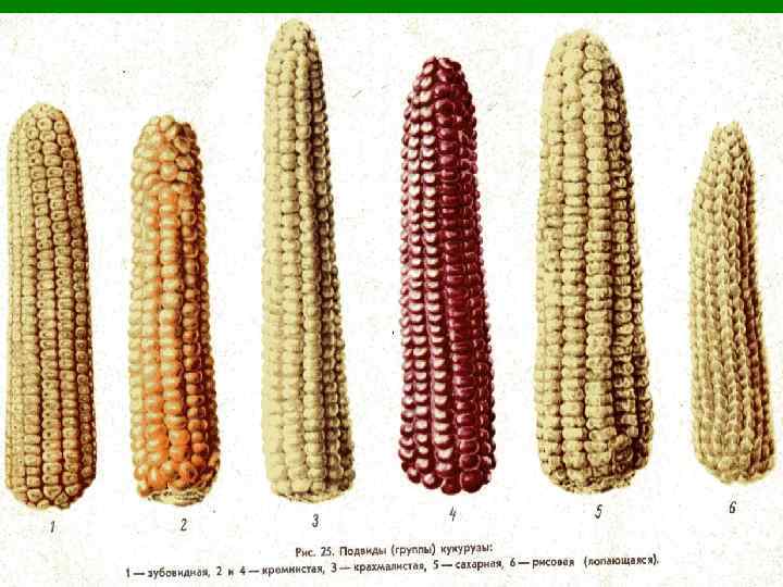 На рисунке изображена кукуруза в разный период времени