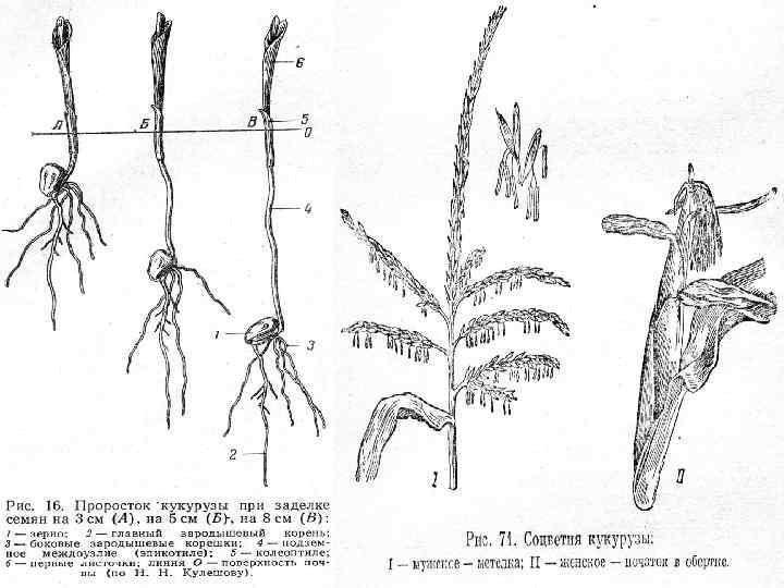 Построить схему кукуруза. Строение корневой системы кукурузы. Корневая система кукурузы сахарной. Корневище кукурузы. Строение корня кукурузы.