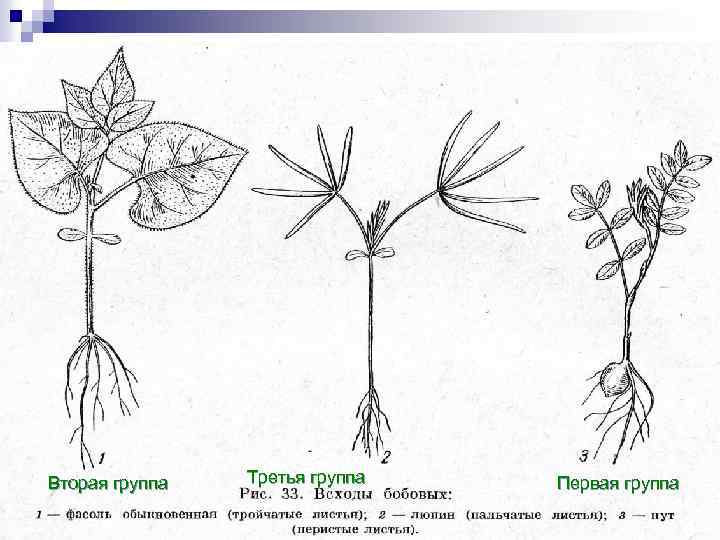 Вторая группа Третья группа Первая группа 