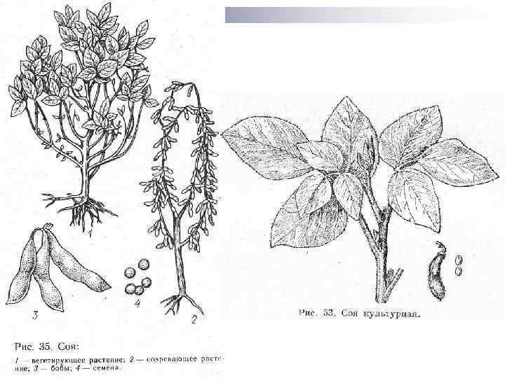 Соя растение рисунок