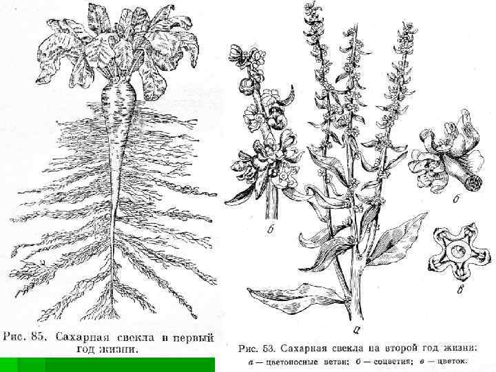 Рисунок сахарной свеклы