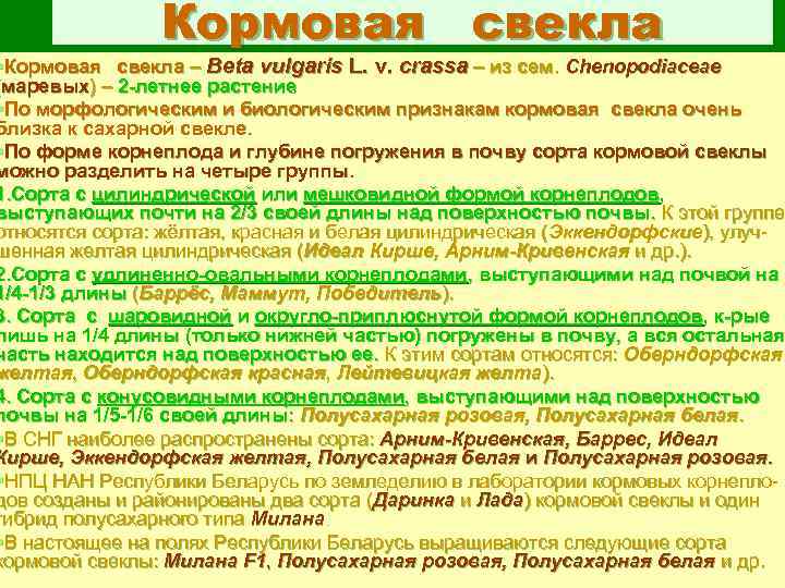 Кормовая свекла §Кормовая свекла – Beta vulgaris L. v. crassa – из сем. Chenopodiaceae