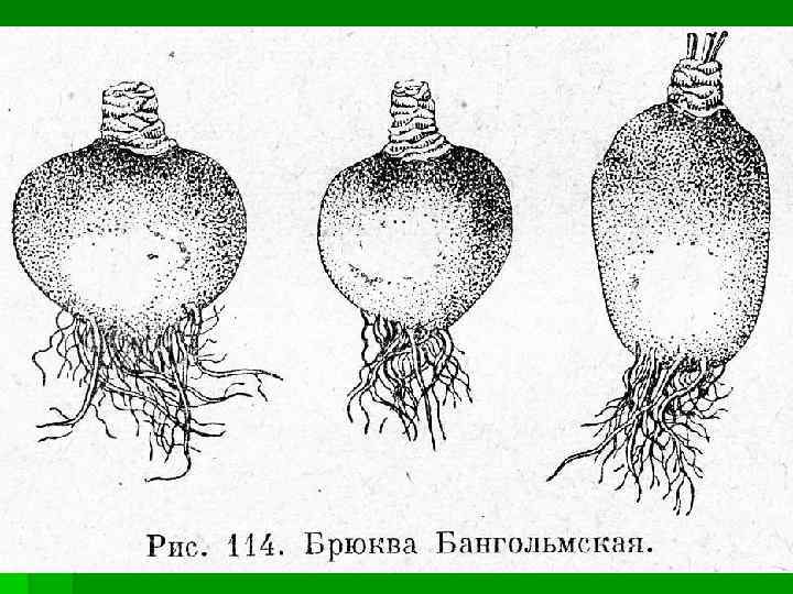 Схема посадки брюквы