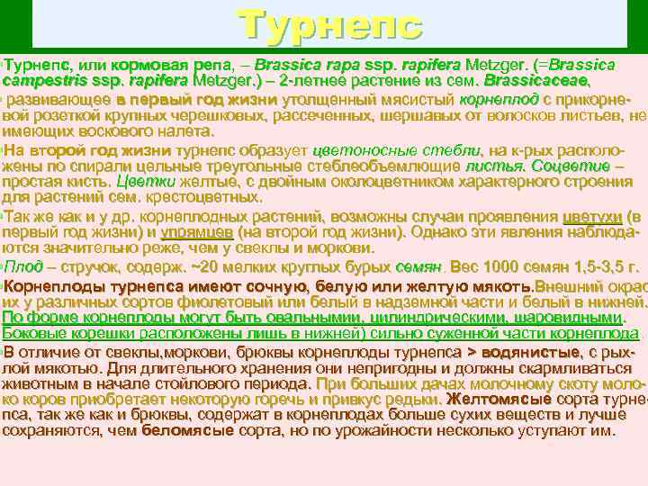 Турнепс §Турнепс, или кормовая репа, – Brassica rapa ssp. rapifera Metzger. (=Brassica campestris ssp.
