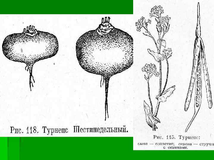 Схема посадки брюквы