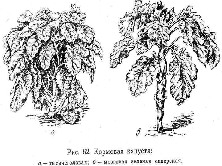 Кормовые травы 