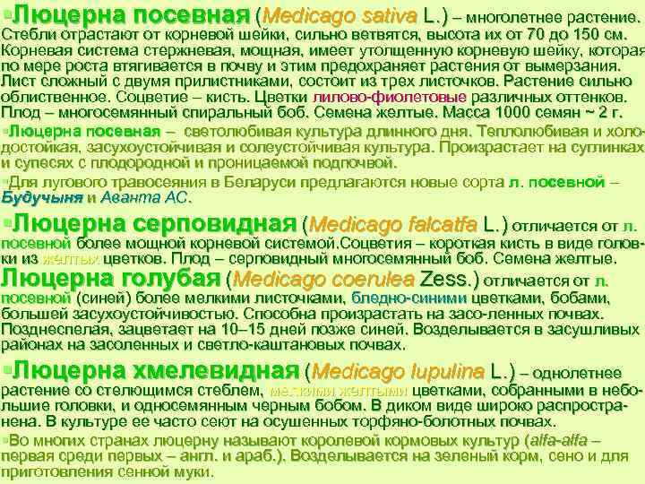 §Люцерна посевная (Medicago sativa L. ) – многолетнее растение. Стебли отрастают от корневой шейки,
