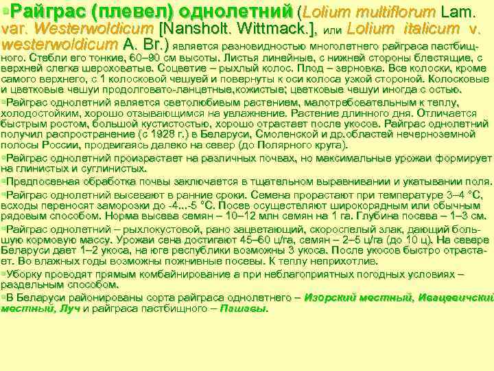 §Райграс (плевел) однолетний (Lolium multiflorum Lam. var. Westerwoldicum [Nansholt. Wittmack. ], или Lolium italicum