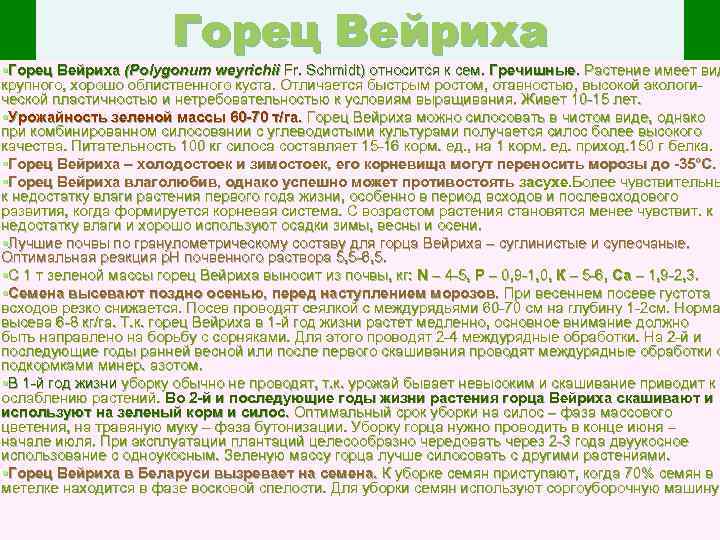 Горец Вейриха §Горец Вейриха (Polygonum weyrichii Fr. Schmidt) относится к сем. Гречишные. Растение имеет