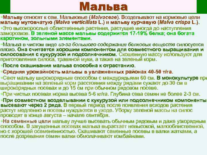 Мальва §Мальву относят к сем. Мальвовые (Malvaceae). Возделывают на кормовые цели мальву мутовчатую (Malva