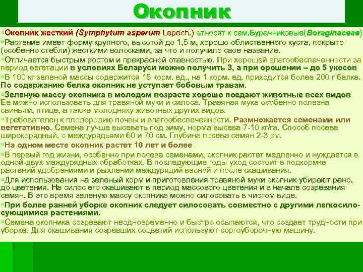 Окопник §Окопник жесткий (Symphytum asperum Lepech. ) относят к сем. Бурачниковые(Boraginaceae) §Растение имеет форму