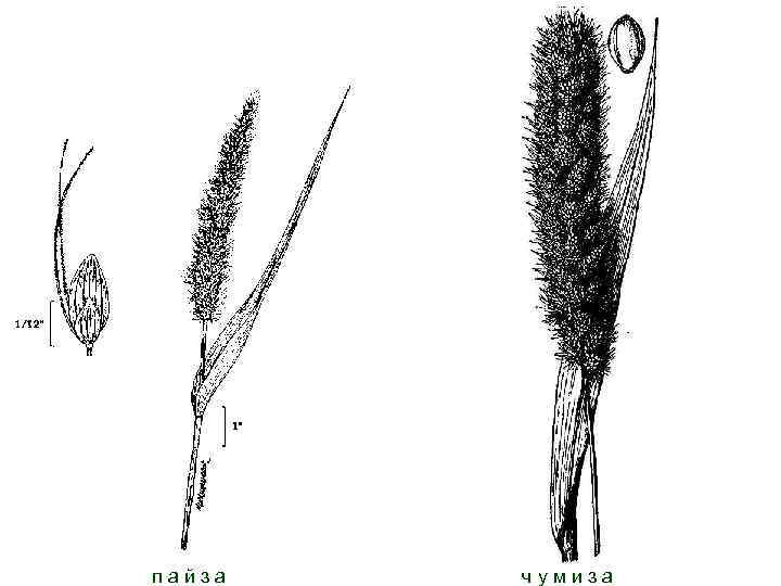 Пп а й з а Чч у м и з а 