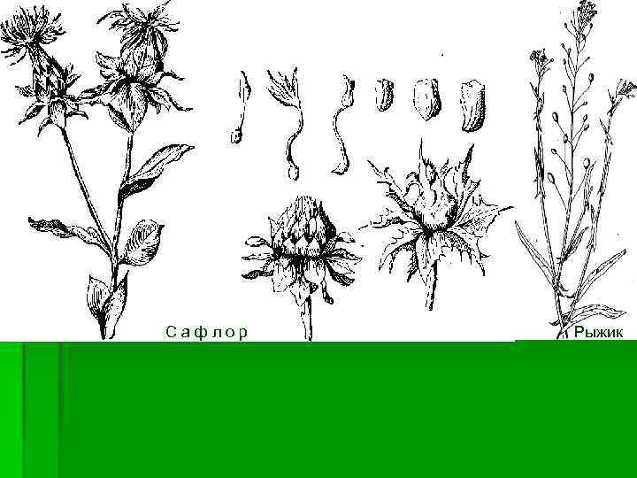 Сафлор Рыжик 