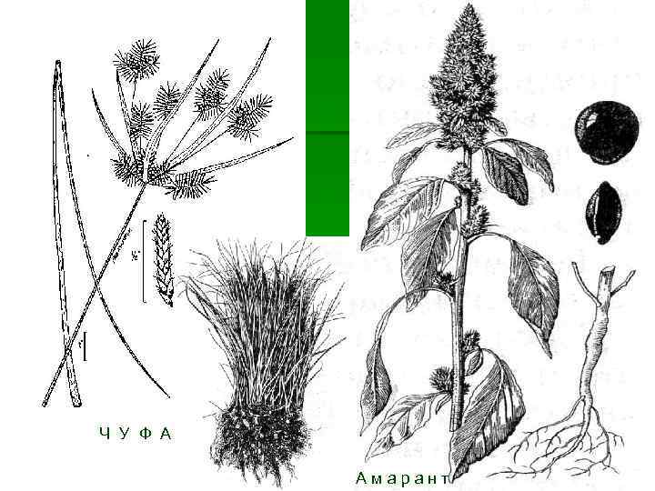 Ч У Ф А Амарант 