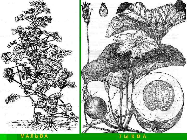 МАЛЬВА Т Ы К В А 