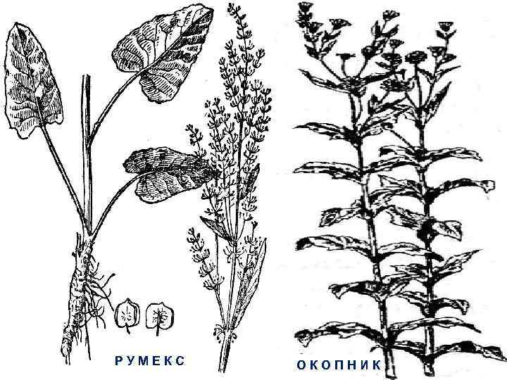 РУМЕКС ОКОПНИК 