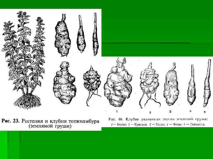 Рисунок топинамбура цветок