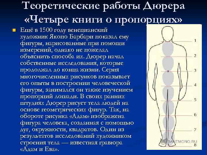 Теоретические работы Дюрера «Четыре книги о пропорциях» n Ещё в 1500 году венецианский художник