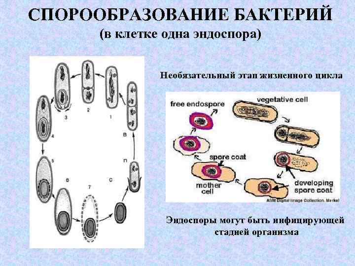 СПОРООБРАЗОВАНИЕ БАКТЕРИЙ (в клетке одна эндоспора) Необязательный этап жизненного цикла Эндоспоры могут быть инфицирующей