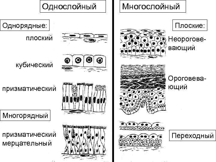 Однослойный Однорядные: плоский Многослойный Плоские: Неороговевающий кубический призматический Ороговевающий Многорядный призматический мерцательный Переходный 