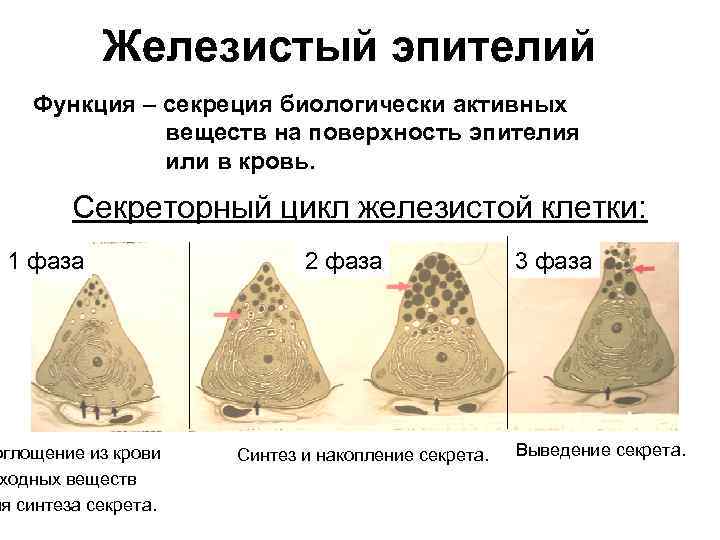 Железистый эпителий Функция – секреция биологически активных веществ на поверхность эпителия или в кровь.