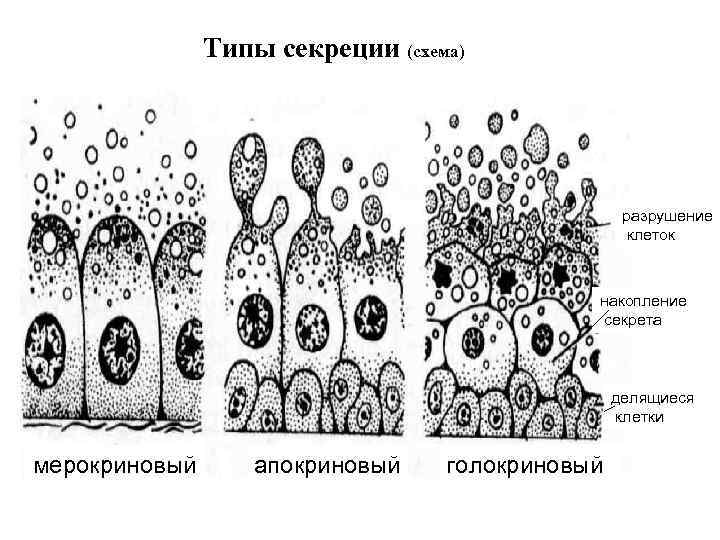 Типы секреции (схема) разрушение клеток накопление секрета делящиеся клетки мерокриновый апокриновый голокриновый 