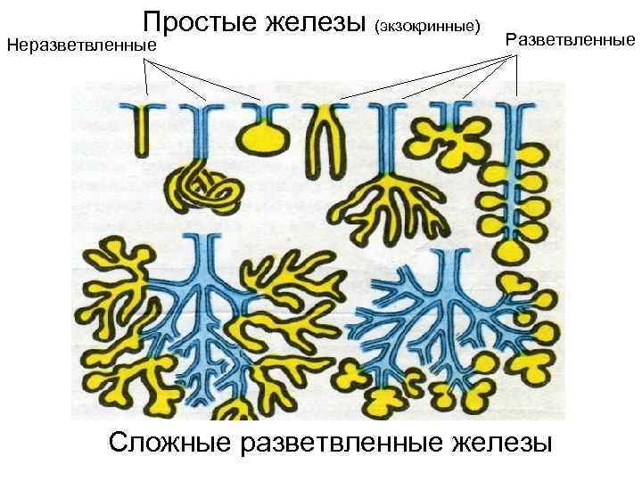 Схема строения экзокринных желез