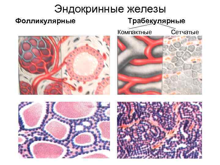 Эндокринные железы Фолликулярные Трабекулярные Компактные Сетчатые 