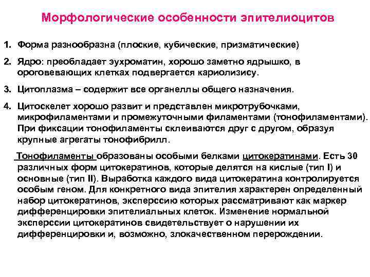 Морфологические особенности эпителиоцитов 1. Форма разнообразна (плоские, кубические, призматические) 2. Ядро: преобладает эухроматин, хорошо