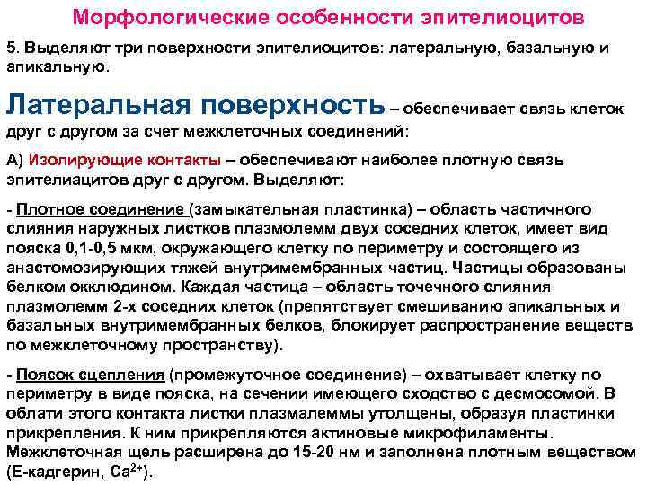 Морфологические особенности эпителиоцитов 5. Выделяют три поверхности эпителиоцитов: латеральную, базальную и апикальную. Латеральная поверхность