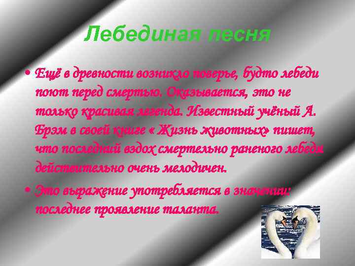 Лебединая песня • Ещё в древности возникло поверье, будто лебеди поют перед смертью. Оказывается,