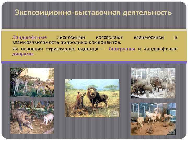 Экспозиционно-выставочная деятельность Ландшафтные экспозиции воссоздают взаимосвязи и взаимозависимость природных компонентов. Их основная структурная единица