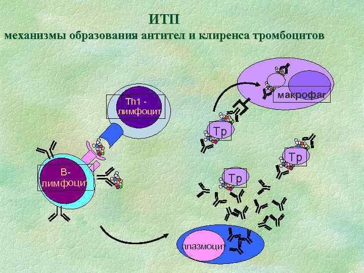 ИТП механизмы образования антител и клиренса тромбоцитов макрофаг Тh 1 лимфоцит Тр Тр Влимфоцит