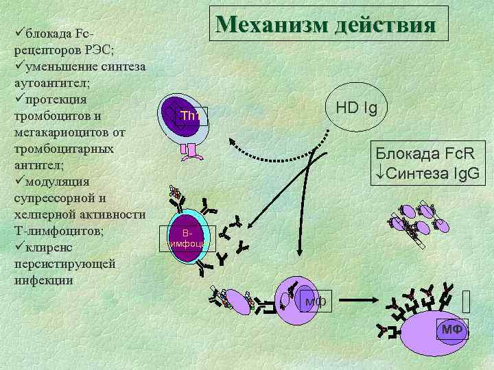 üблокада Fcрецепторов РЭС; üуменьшение синтеза аутоантител; üпротекция тромбоцитов и мегакариоцитов от тромбоцитарных антител; üмодуляция
