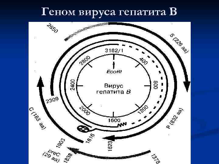 Геном вируса гепатита В 